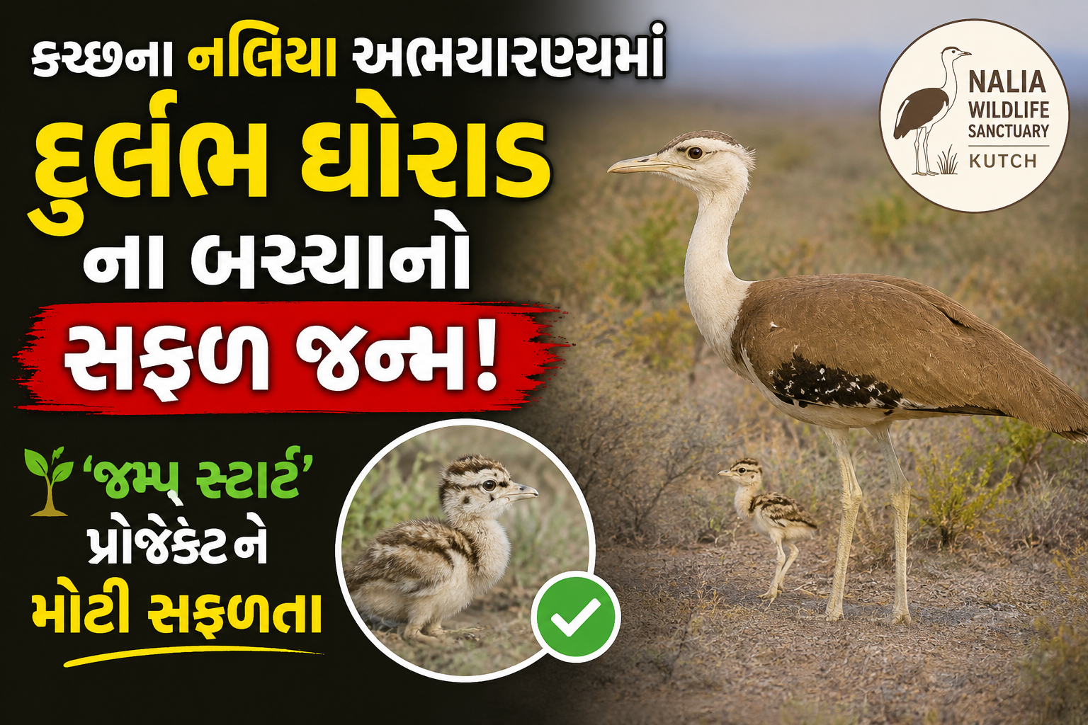 કચ્છના નલિયા અભયારણ્યમાં દુર્લભ ઘોરાડના બચ્ચાનો સફળ જન્મ, ‘જમ્પ સ્ટાર્ટ’ પ્રોજેક્ટને મોટી સફળતા